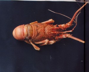 panulirus-argus-2 panulirus-argus-2