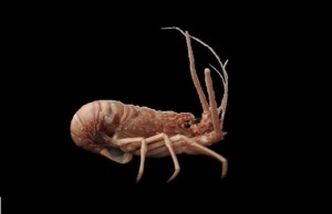 panulirus-argus-3 panulirus-argus-3