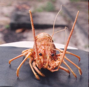 panulirus-argus panulirus-argus