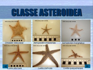asteroidea-pp-3