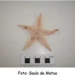 astropecten-marginatus