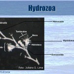 hidrozoa hidrozoa
