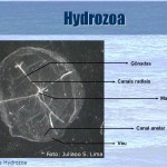 hidrozoa 2 hidrozoa 2