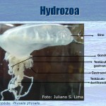 hidrozoa 3 hidrozoa 3