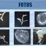 hidrozoa 4 hidrozoa 4