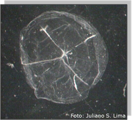 hydrozoa hydrozoa