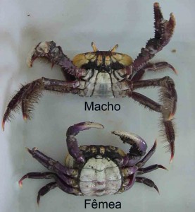 ucides macho e femea ucides macho e femea