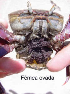 ucides ovada ucides ovada