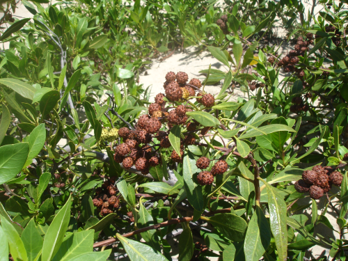 conocarpus