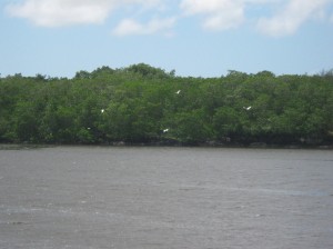 Indiaroba 064